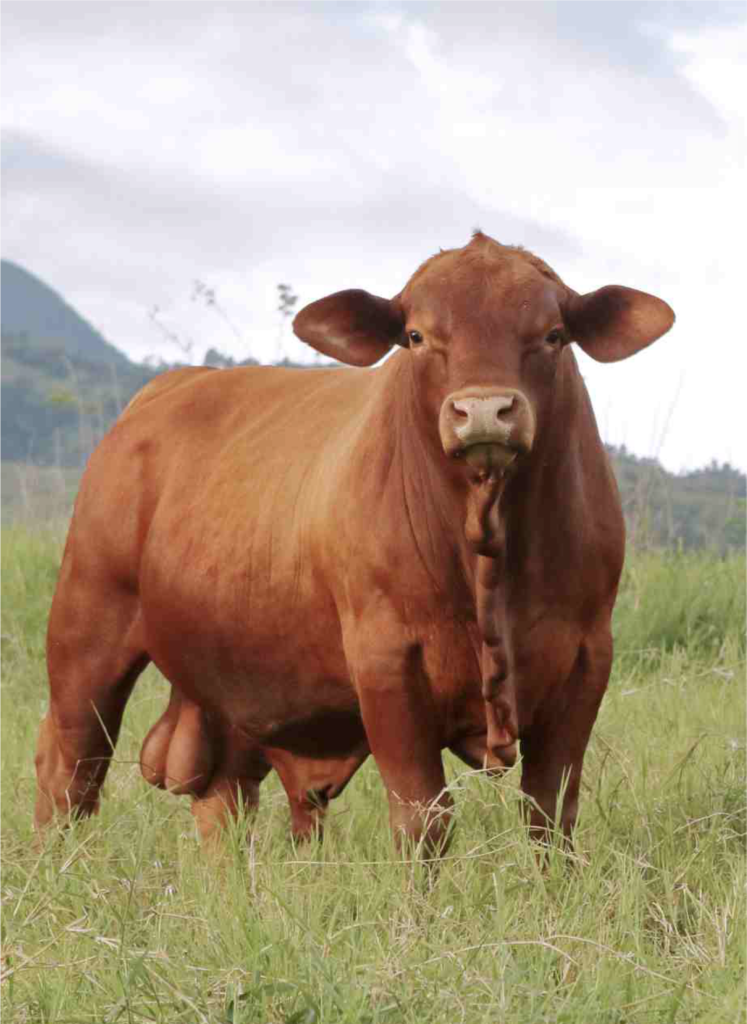 Cortesía: Agropecuaria Bajo Grande, Hacienda Montecarlo